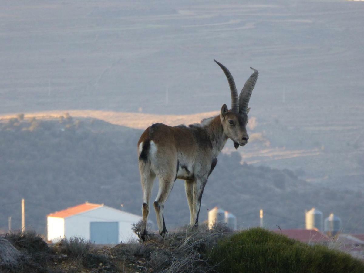 Casa Rural La Sabina Fortanete Eksteriør bilde